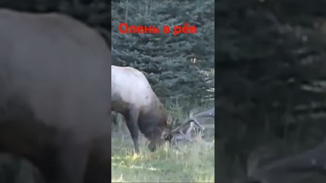 "Марал на реву: Величественная сила природы" #shorts смотреть онлайн