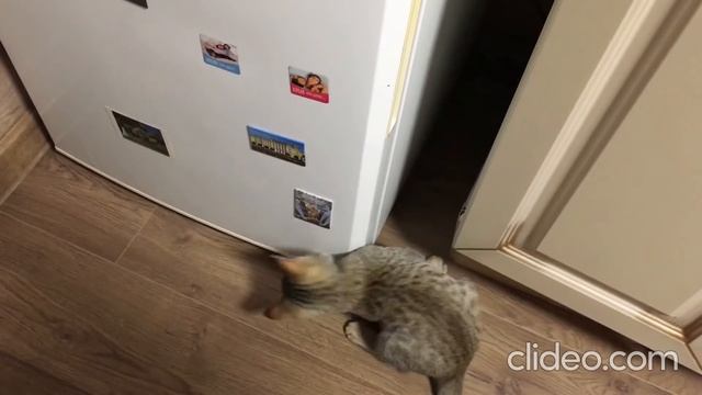 Фристайло ракамакафон. Котики смотреть онлайн