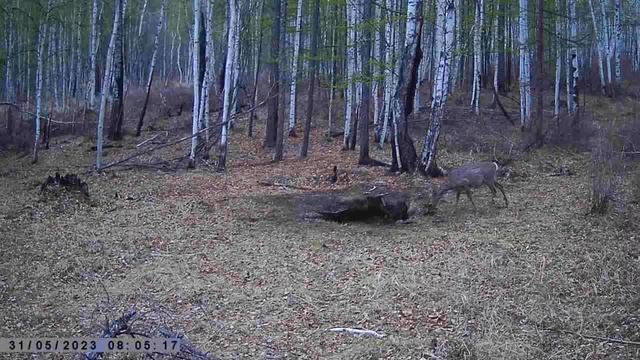 САМКА КОСУЛИ смотреть онлайн