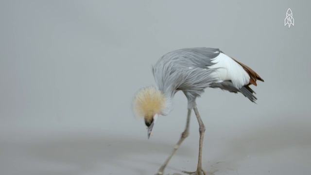 An Elegant Crowned Crane on the Edge смотреть онлайн