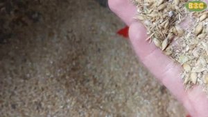 Зерноочиститель ПЗК-60 "Мамонт" в работе. Тамбовская обл., Моршанский р-н, с. Кёршинские Борки.