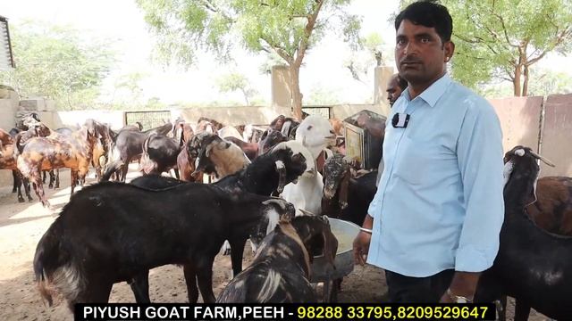 150+ वजन वाले बकरे बनाने का फॉर्मूला | Heavy Weight Goat Farming Tips | Bakri Palan