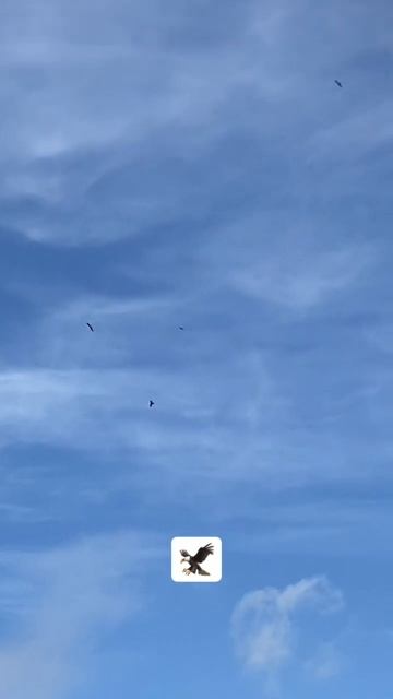 Kites are out! #redkite #outdoors #nature #birds #birdwatching #birdofprey #wildlife #wildanimals