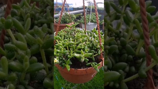 Что цветёт в декабре в моей уютной теплице!?