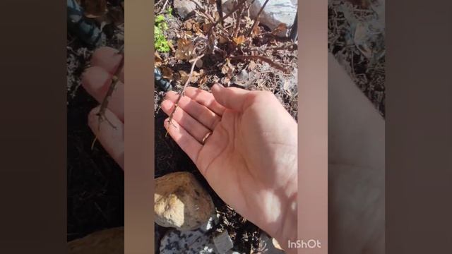 Гортензия 'Сбежавшая невеста' ♀️ и другие кислолюбивые растения, как перезимовали.