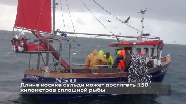 Herring смотреть онлайн