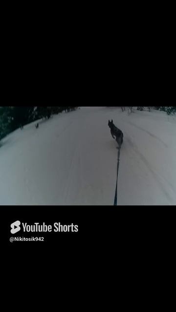 ТРЕНИРОВКА С АРТОЙ! #собака #ездовойспорт #малинуа