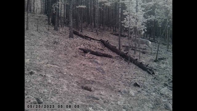 ДИКИЙ ПЁС ГУРАН ЗАЙЦЫ И ЗИМААА смотреть онлайн