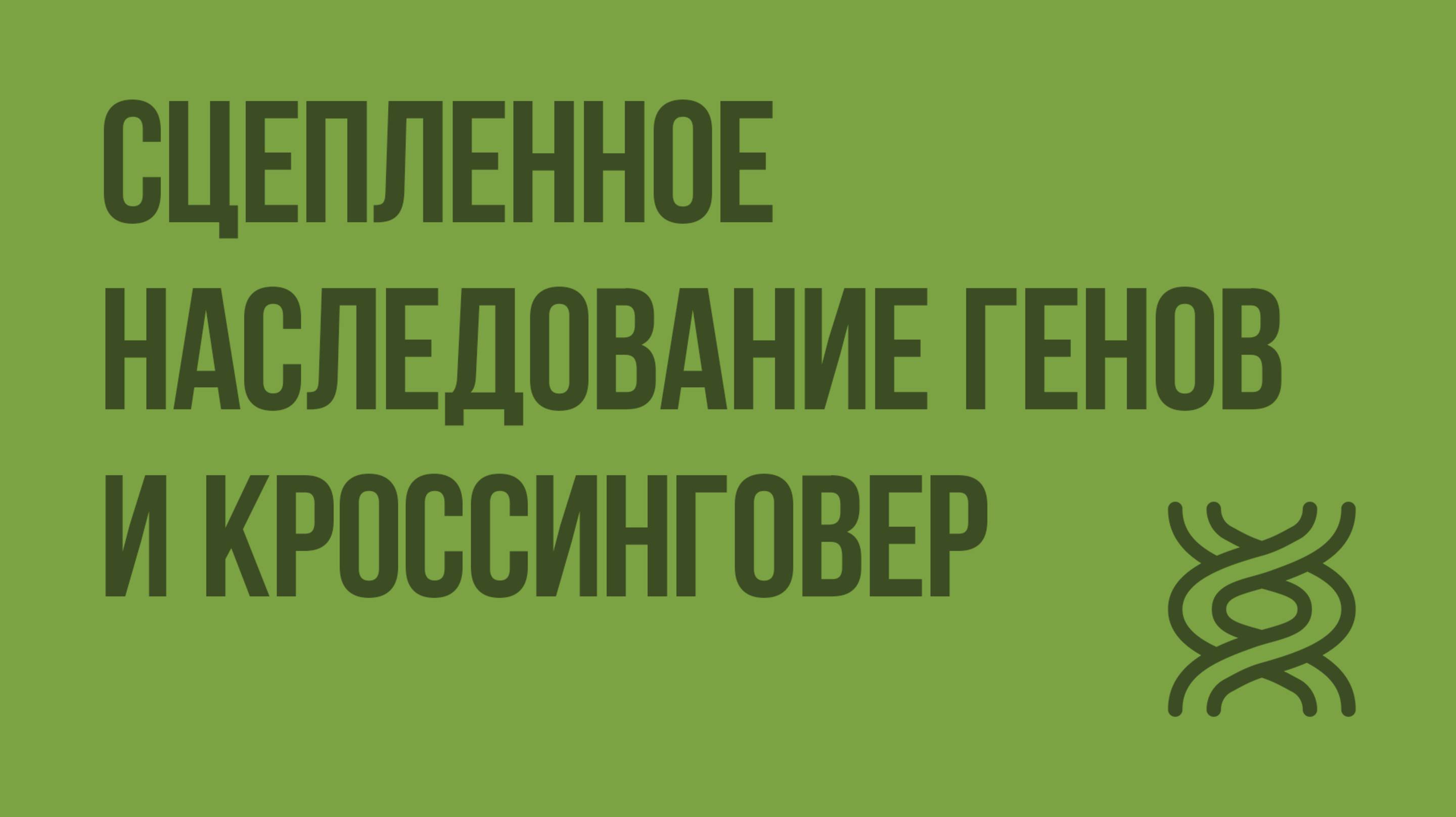 Сцепленное наследование генов и кроссинговер