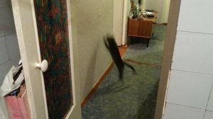 Кот акробат