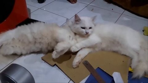 UNUSUAL COMPILATION 223