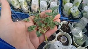 Почему чернеет ножка у  черенка пеларгонии? Мой метод черенкования.