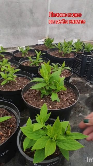 Нюансы полива саженцев гортензий в контейнерах.