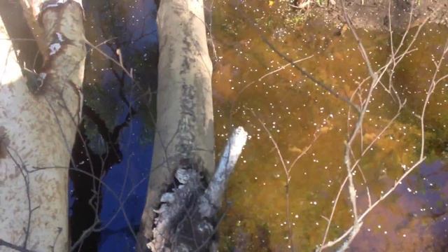 Неожиданный выход в лес смотреть онлайн