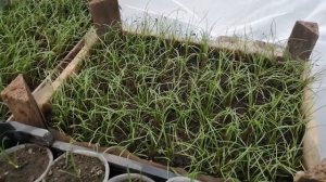 Космидиум "Брюнет" из своих семян