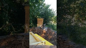 Простой способ проверить наличие пчеломатки в семье