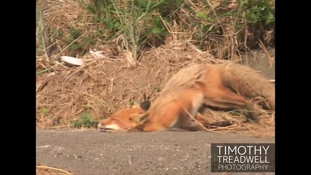 Timothy Treadwell Photography (Grizzly Man) - Banjo the Fox Twirls in the Heat