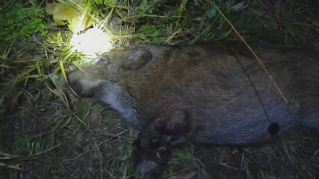 ОХОТА НА КАБАНА смотреть онлайн