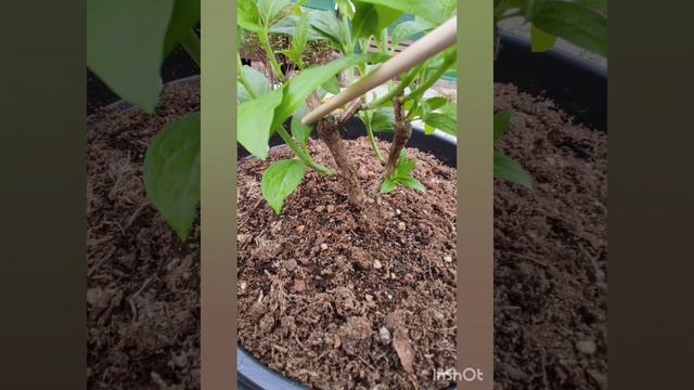 Гортензия Bonfire месяц спустя после обрезки. 05.05.2023.