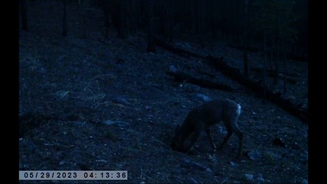 НОЧНОЙ КРИК БИТВА НА СОЛОНЦАХ смотреть онлайн