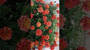 Тагетис "Клубничная блондинка" в апреле совсем другое цветение, чем в феврале. Обзор.