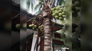 Lamai Coconut Beach Resort Hotel