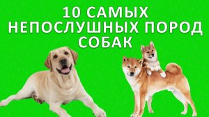 10 самых непослушных пород собак. Кто эти вредные красавцы?