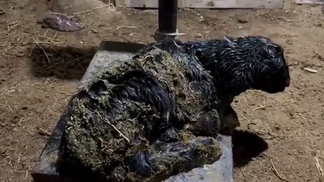 Қозы туылды салмағының көріңіздер | Дода шаруашылығы