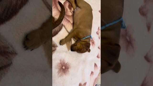 Тихий час после вкусного обеда цвергпинчеры смотреть онлайн