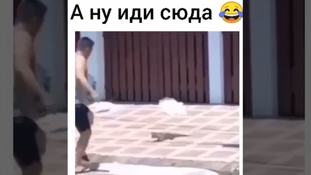 Meme