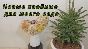 Новые хвойные растения с моем саду. Обзор семян в магазине Тележка.