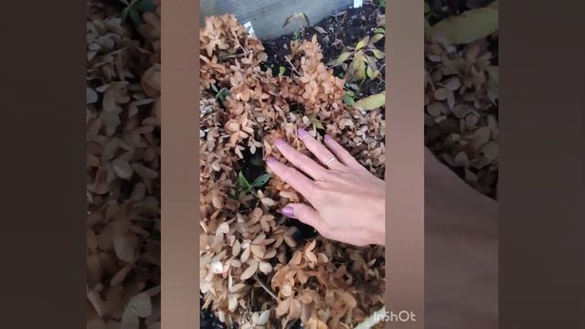 Укрываю на зиму укоренённые черенки гортензий, высаженные на грядку.