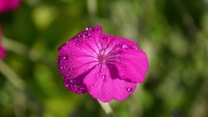 Sidney Bechet-Petite Fleur(minus)