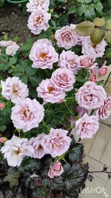 Роза Коко-Локо