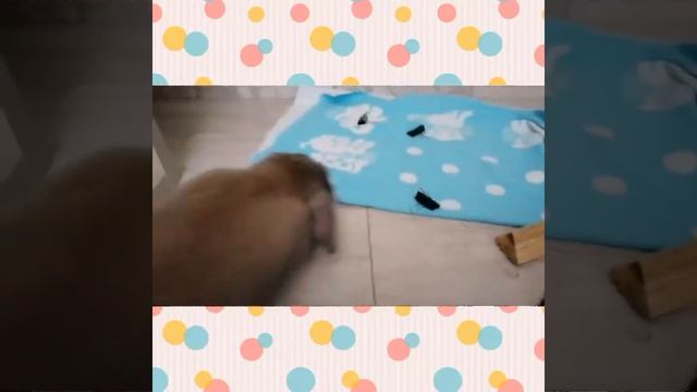 Кролики тоже играют! 🐇🐰
