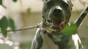 Как Раньше Наказывали Женщин За Измену. История Разных Стран Мира