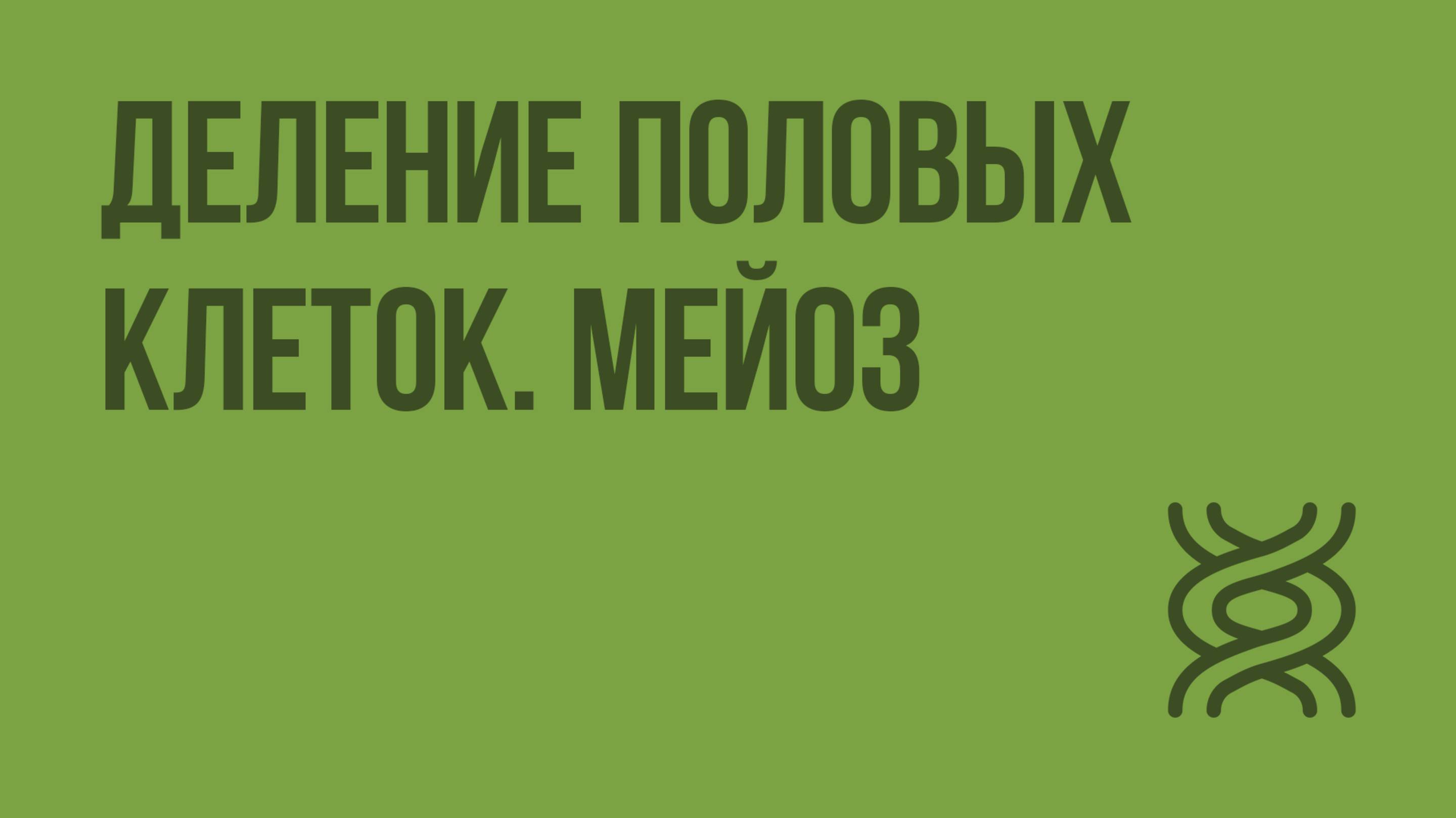 Деление половых клеток. Мейоз. Видеоурок по биологии 9 класс