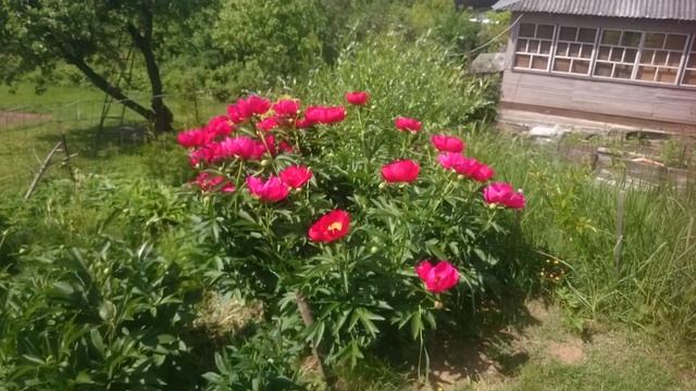 Paeonia Scarlet O'Hara смотреть онлайн