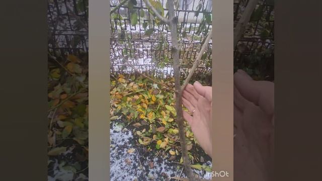 Формирующая обрезка взрослого куста гортензии.