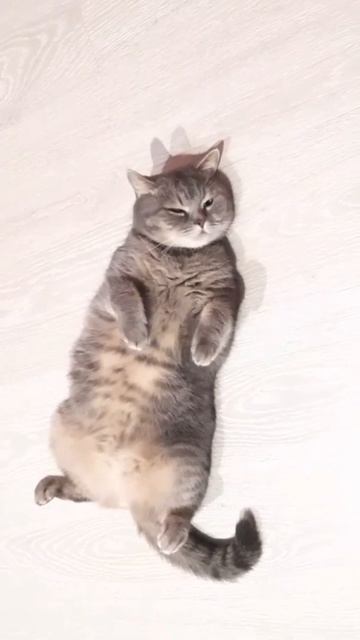 мой кот точно как курочка гриль)) #смешныекоты #коты #приколыскотами #кошки #смешныекошки