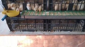 Бюджетная клетка для перепелов из двух ящиков 👍