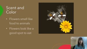 All About Pollen