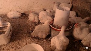 Бройлер кобб 500, 42 дня