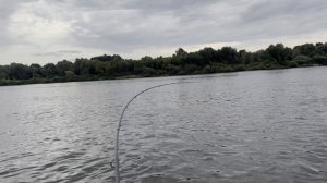 Поймал здоровенного судака