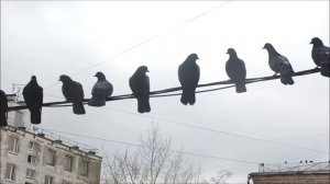 Голуби на проводе (Birds on a wire)