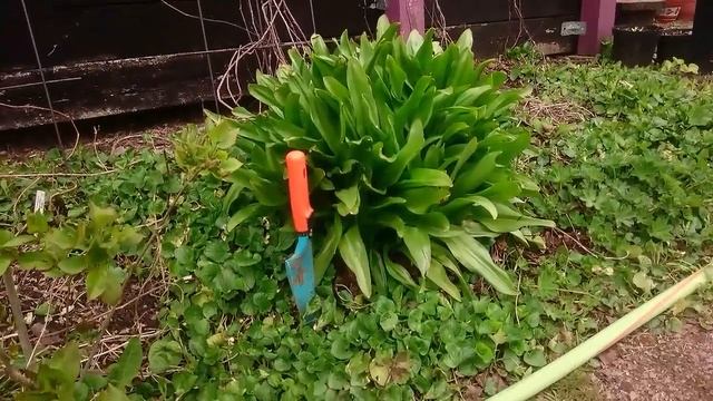 Безвременник весной. Colchicum in spring. смотреть онлайн