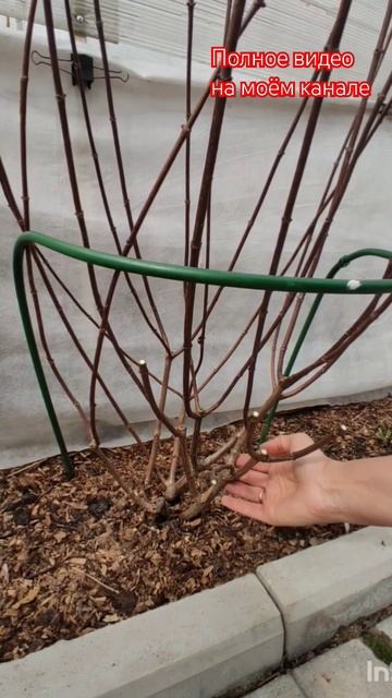 Самарская Лидия. Весенняя обрезка метельчатой гортензии.