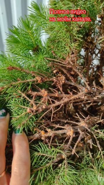 Коника погибает . Ложнощитовка, как побороть