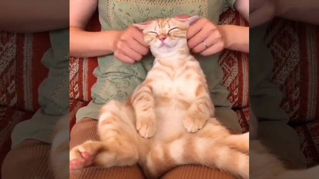 Лучший релакс #кошки #cat #animalshome