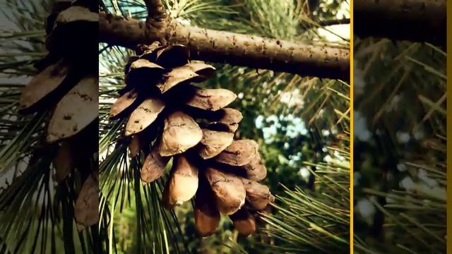 Шишки румелийской сосны текут смолой.... смотреть онлайн